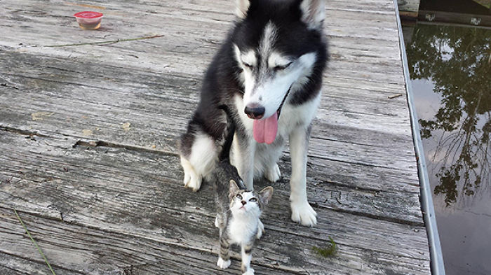 112 Pics Proving That Cats And Dogs Can Be Best Friends