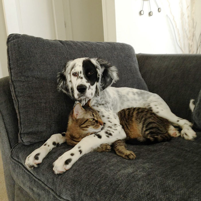 112 Pics Proving That Cats And Dogs Can Be Best Friends
