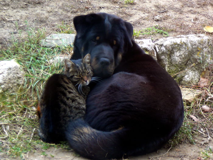 112 Pics Proving That Cats And Dogs Can Be Best Friends