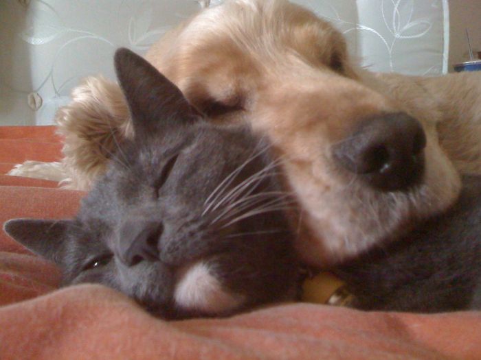112 Pics Proving That Cats And Dogs Can Be Best Friends
