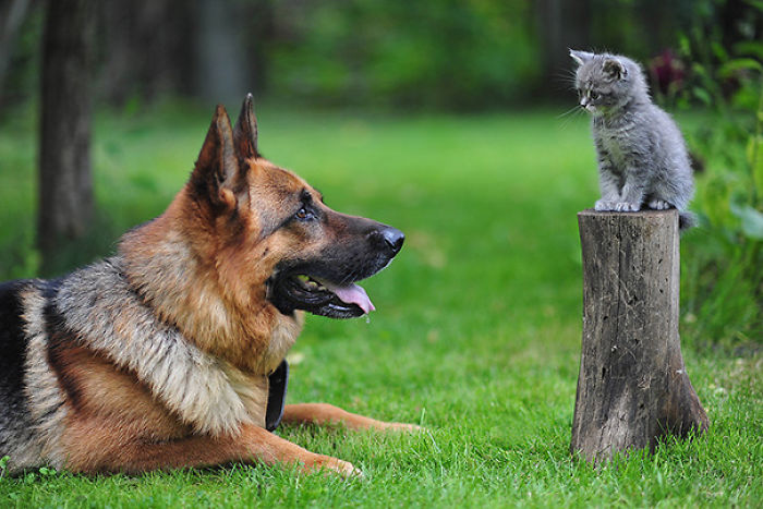 112 Pics Proving That Cats And Dogs Can Be Best Friends