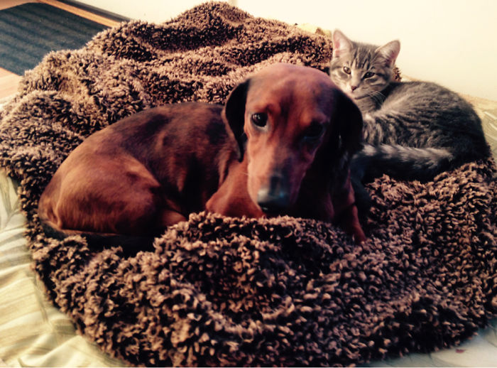 112 Pics Proving That Cats And Dogs Can Be Best Friends