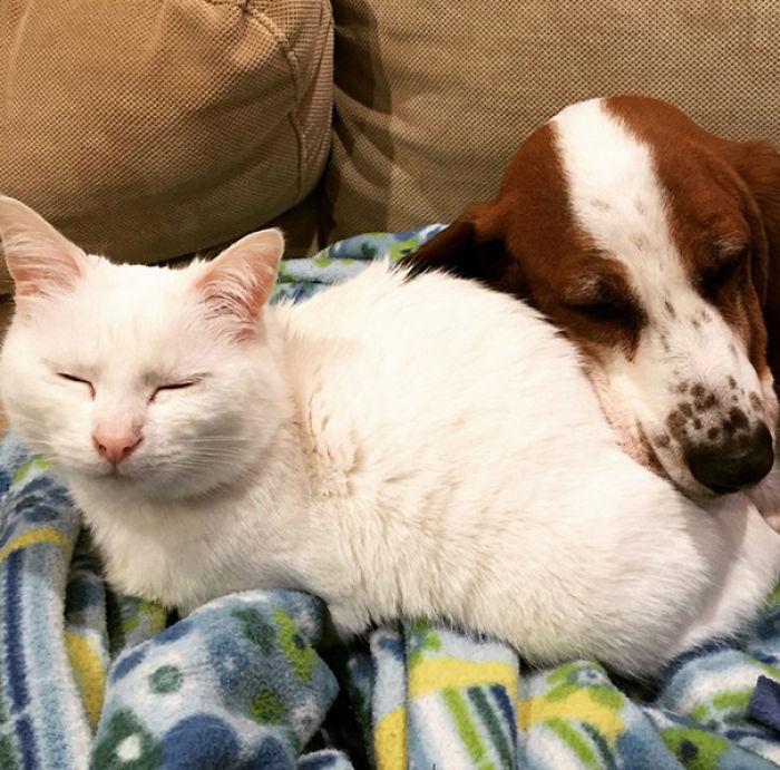 112 Pics Proving That Cats And Dogs Can Be Best Friends