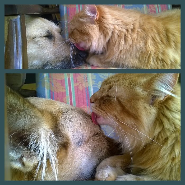 112 Pics Proving That Cats And Dogs Can Be Best Friends