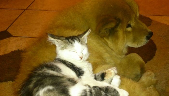 112 Pics Proving That Cats And Dogs Can Be Best Friends