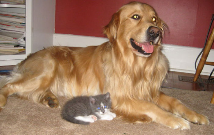 112 Pics Proving That Cats And Dogs Can Be Best Friends