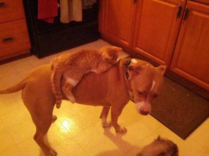 112 Pics Proving That Cats And Dogs Can Be Best Friends