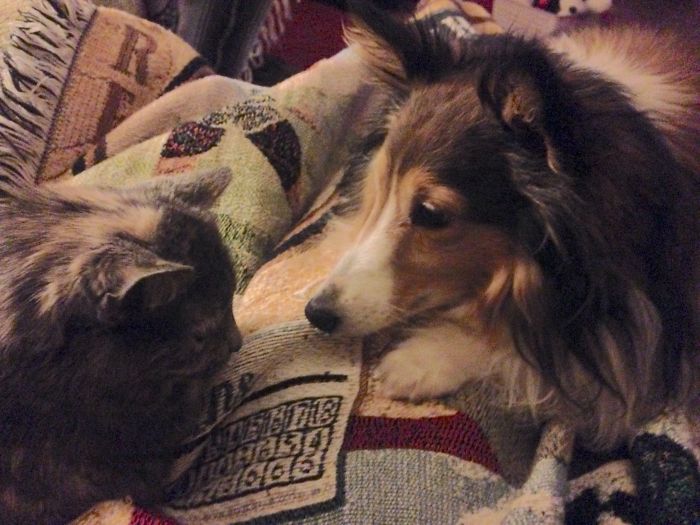 112 Pics Proving That Cats And Dogs Can Be Best Friends