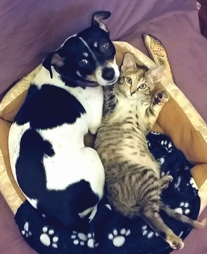 112 Pics Proving That Cats And Dogs Can Be Best Friends