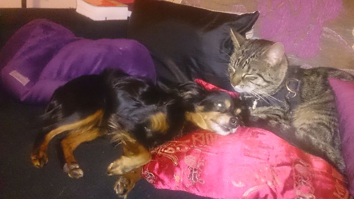 112 Pics Proving That Cats And Dogs Can Be Best Friends