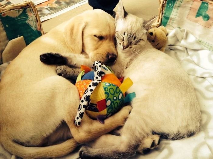 112 Pics Proving That Cats And Dogs Can Be Best Friends