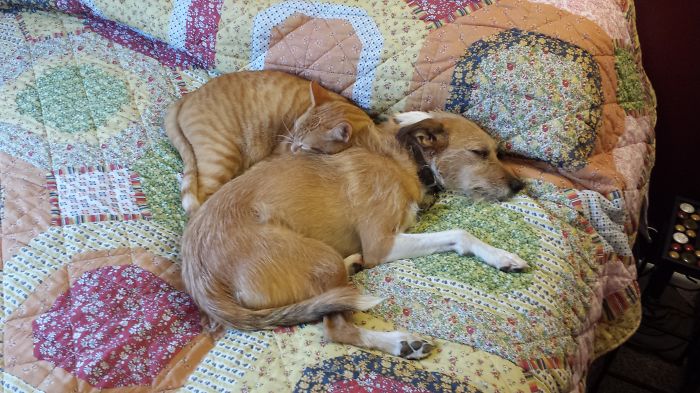 112 Pics Proving That Cats And Dogs Can Be Best Friends