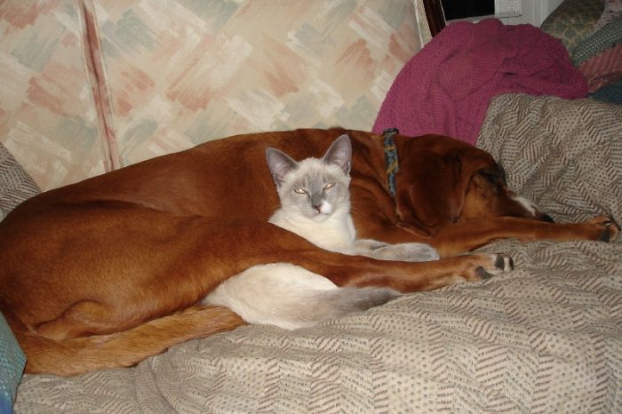 112 Pics Proving That Cats And Dogs Can Be Best Friends