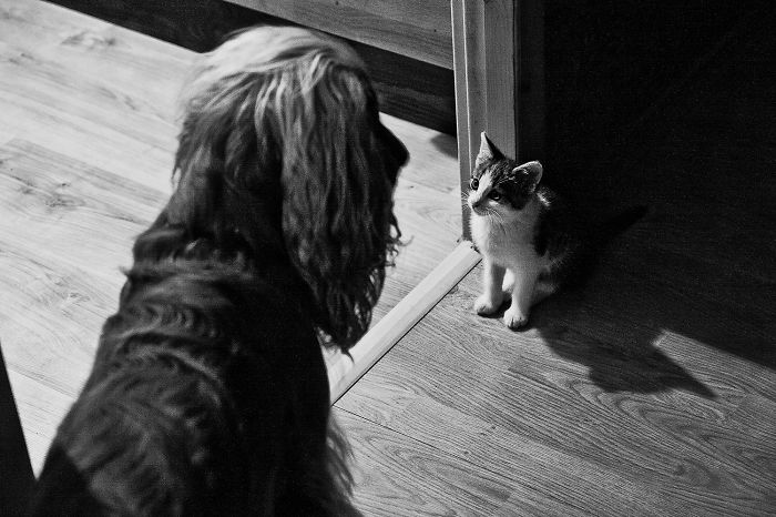 112 Pics Proving That Cats And Dogs Can Be Best Friends