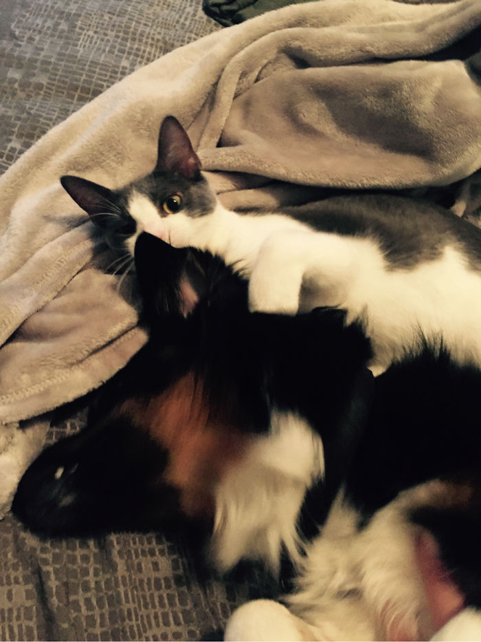 112 Pics Proving That Cats And Dogs Can Be Best Friends