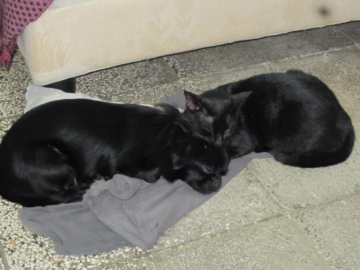 112 Pics Proving That Cats And Dogs Can Be Best Friends