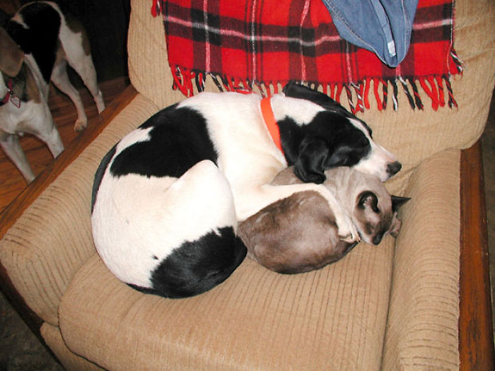 112 Pics Proving That Cats And Dogs Can Be Best Friends