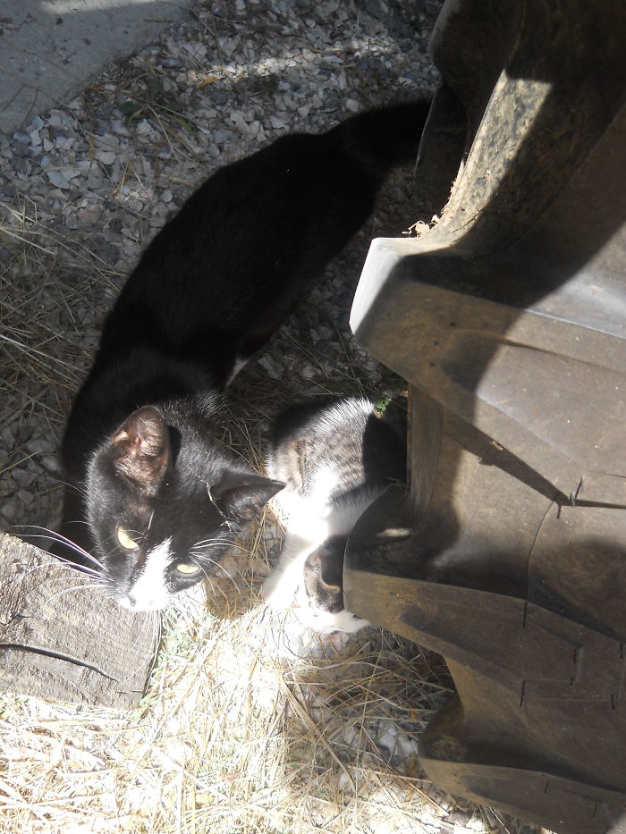 112 Pics Proving That Cats And Dogs Can Be Best Friends