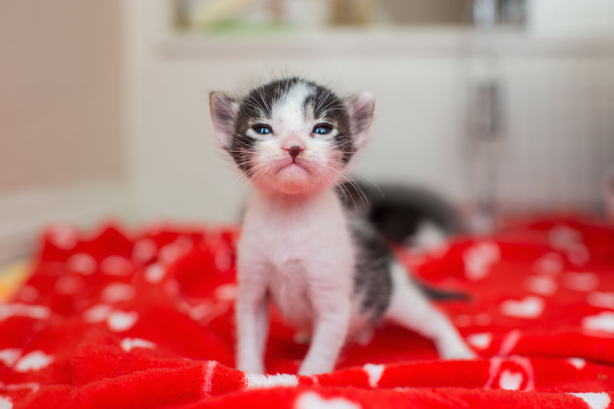 Every Day, I Photograph My Foster Cat And Her Kittens Every Day, I Photograph My Foster Cat And Her Kittens
