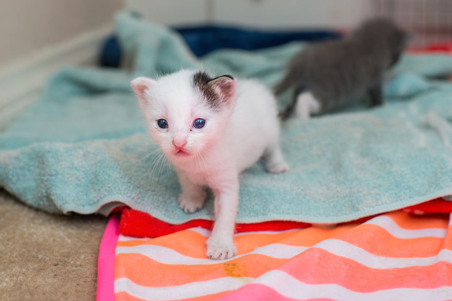 Every Day, I Photograph My Foster Cat And Her Kittens Every Day, I Photograph My Foster Cat And Her Kittens