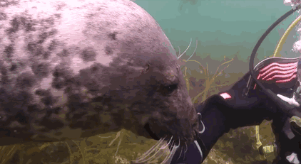 Seal Asks Diver For Belly Rub And Responds Just Like A Puppy Seal Asks Diver For Belly Rub And Responds Just Like A Puppy