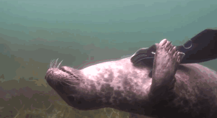 Seal Asks Diver For Belly Rub And Responds Just Like A Puppy Seal Asks Diver For Belly Rub And Responds Just Like A Puppy
