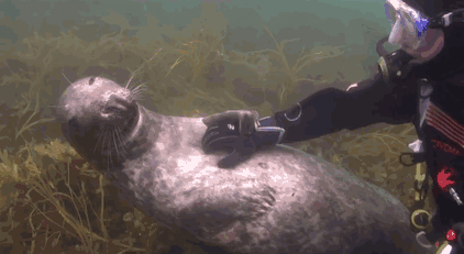 Seal Asks Diver For Belly Rub And Responds Just Like A Puppy Seal Asks Diver For Belly Rub And Responds Just Like A Puppy