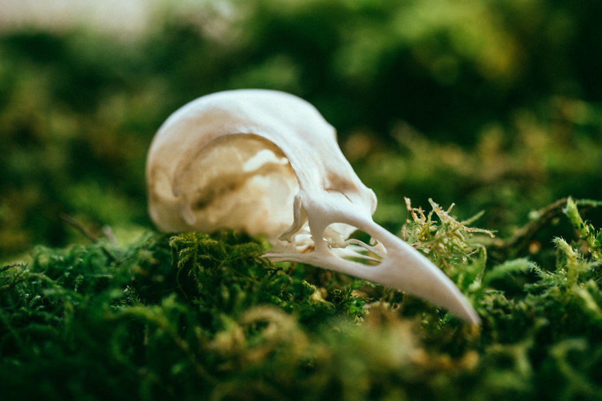 I Immortalize Skulls And Nature In Solid Silver Jewelry