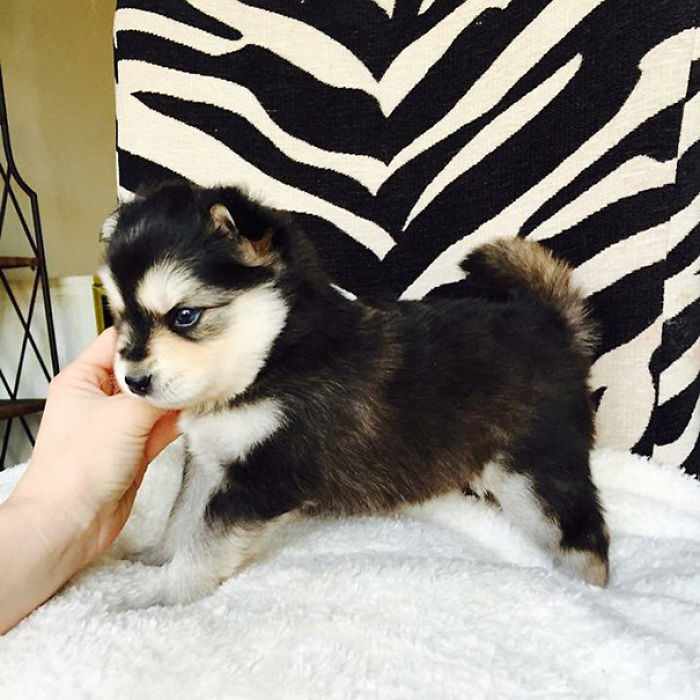 35 Photos of Mixed Dog Breeds For An Instant Mood Uplift 35 Photos of Mixed Dog Breeds For An Instant Mood Uplift