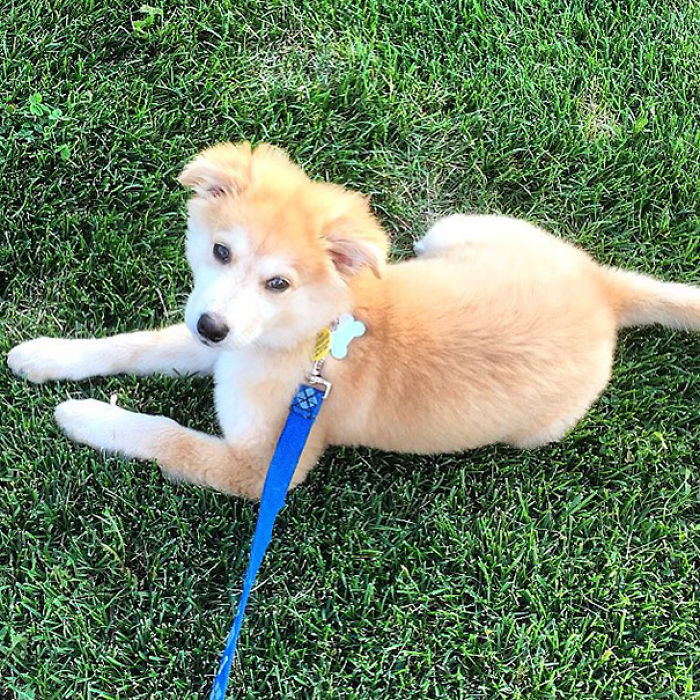 35 Photos of Mixed Dog Breeds For An Instant Mood Uplift 35 Photos of Mixed Dog Breeds For An Instant Mood Uplift