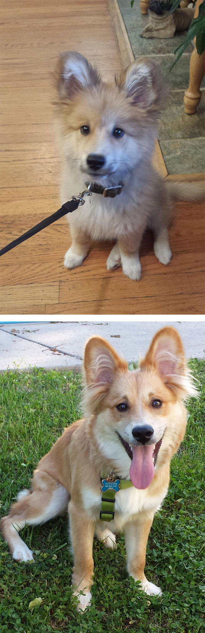 35 Photos of Mixed Dog Breeds For An Instant Mood Uplift 35 Photos of Mixed Dog Breeds For An Instant Mood Uplift