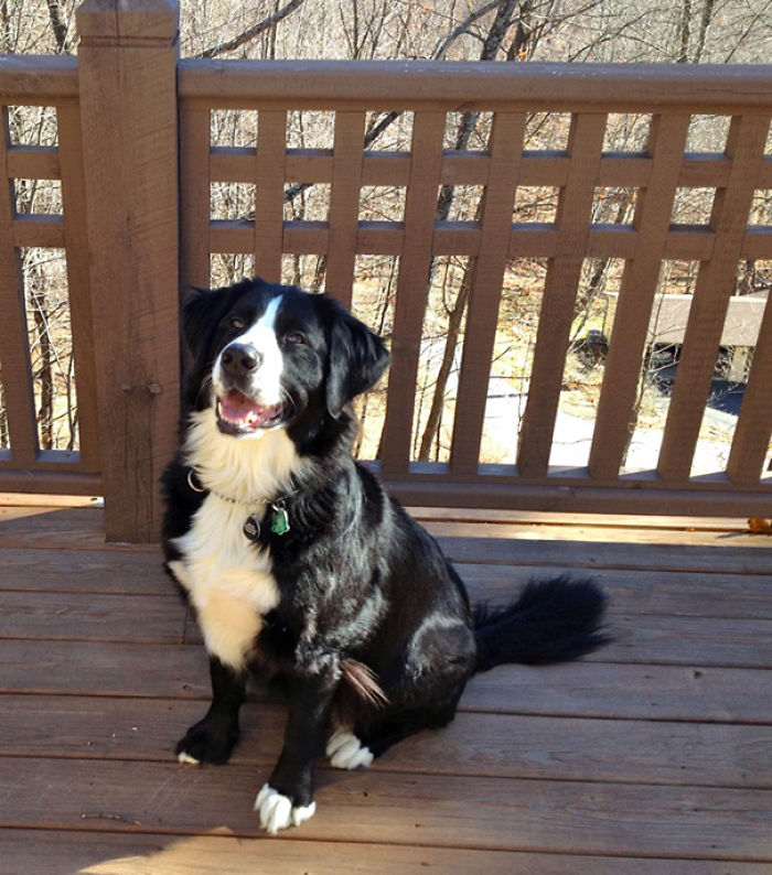 35 Photos of Mixed Dog Breeds For An Instant Mood Uplift 35 Photos of Mixed Dog Breeds For An Instant Mood Uplift