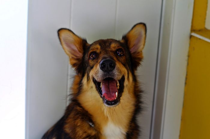 35 Photos of Mixed Dog Breeds For An Instant Mood Uplift 35 Photos of Mixed Dog Breeds For An Instant Mood Uplift