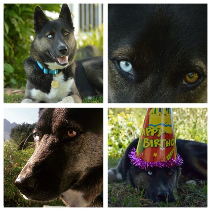 35 Photos of Mixed Dog Breeds For An Instant Mood Uplift 35 Photos of Mixed Dog Breeds For An Instant Mood Uplift