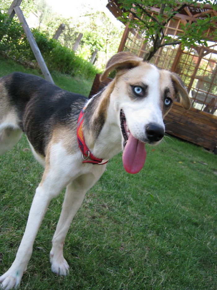 35 Photos of Mixed Dog Breeds For An Instant Mood Uplift 35 Photos of Mixed Dog Breeds For An Instant Mood Uplift