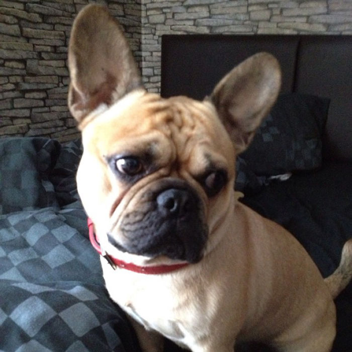 35 Photos of Mixed Dog Breeds For An Instant Mood Uplift 35 Photos of Mixed Dog Breeds For An Instant Mood Uplift