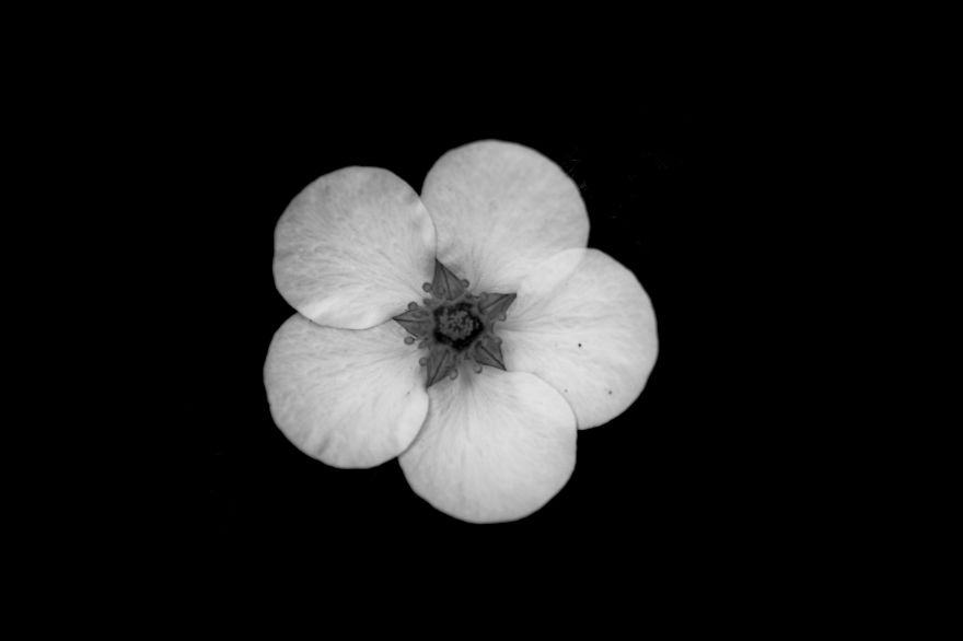 I Take Black & White Photos Of Garden Flowers To Show The Beautiful Symmetry Of Nature I Take Black & White Photos Of Garden Flowers To Show The Beautiful Symmetry Of Nature