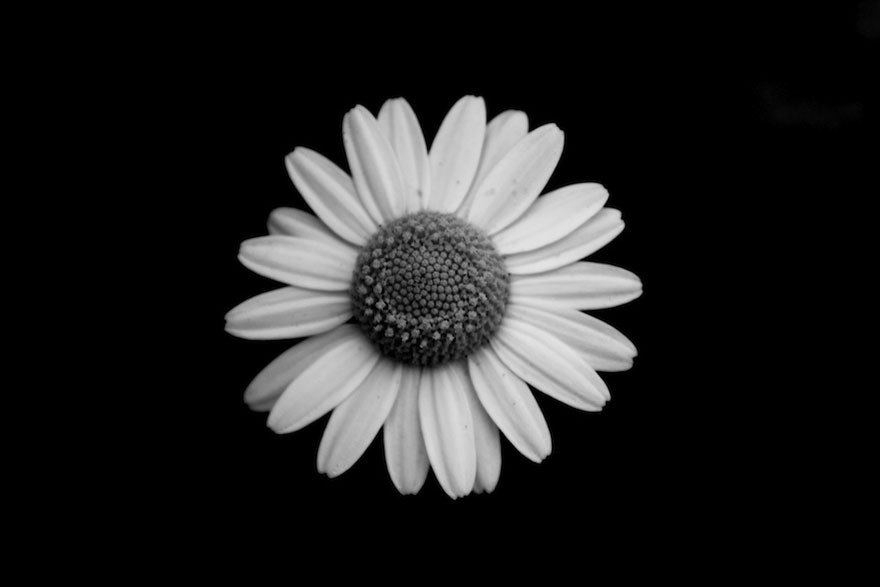 I Take Black & White Photos Of Garden Flowers To Show The Beautiful Symmetry Of Nature I Take Black & White Photos Of Garden Flowers To Show The Beautiful Symmetry Of Nature