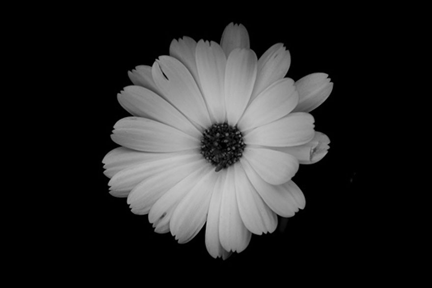 I Take Black & White Photos Of Garden Flowers To Show The Beautiful Symmetry Of Nature I Take Black & White Photos Of Garden Flowers To Show The Beautiful Symmetry Of Nature