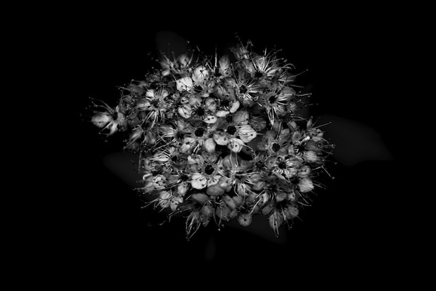 I Take Black & White Photos Of Garden Flowers To Show The Beautiful Symmetry Of Nature I Take Black & White Photos Of Garden Flowers To Show The Beautiful Symmetry Of Nature