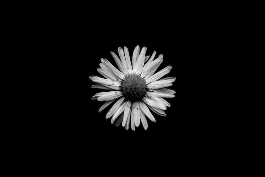 I Take Black & White Photos Of Garden Flowers To Show The Beautiful Symmetry Of Nature I Take Black & White Photos Of Garden Flowers To Show The Beautiful Symmetry Of Nature