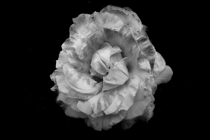 I Take Black & White Photos Of Garden Flowers To Show The Beautiful Symmetry Of Nature I Take Black & White Photos Of Garden Flowers To Show The Beautiful Symmetry Of Nature