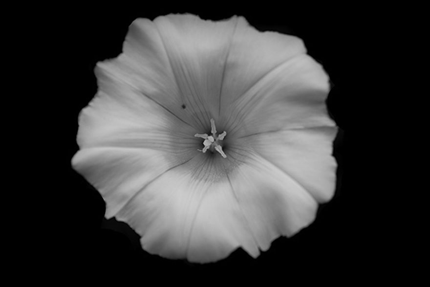 I Take Black & White Photos Of Garden Flowers To Show The Beautiful Symmetry Of Nature I Take Black & White Photos Of Garden Flowers To Show The Beautiful Symmetry Of Nature