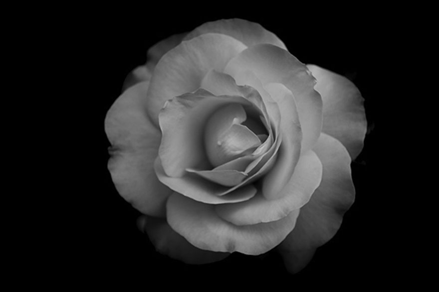 I Take Black & White Photos Of Garden Flowers To Show The Beautiful Symmetry Of Nature I Take Black & White Photos Of Garden Flowers To Show The Beautiful Symmetry Of Nature