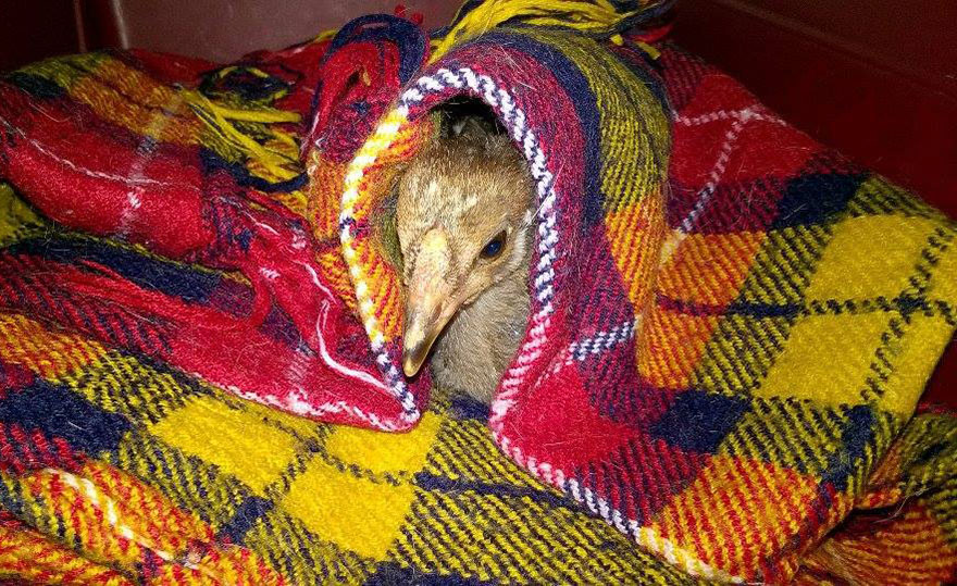 I Adopted A Chicken That Has A Message For The World I Adopted A Chicken That Has A Message For The World