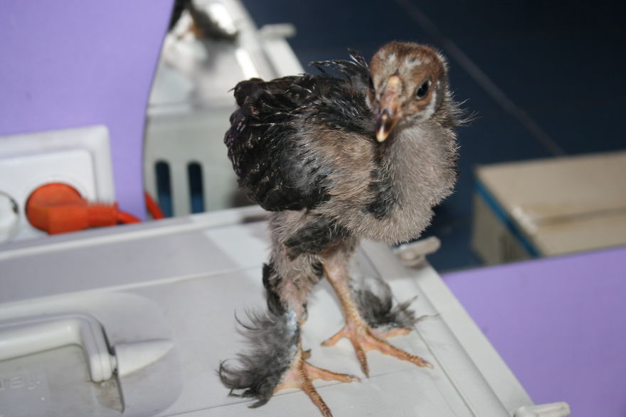 I Adopted A Chicken That Has A Message For The World I Adopted A Chicken That Has A Message For The World