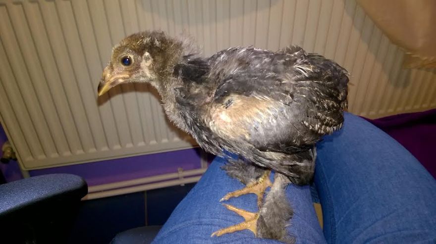 I Adopted A Chicken That Has A Message For The World I Adopted A Chicken That Has A Message For The World