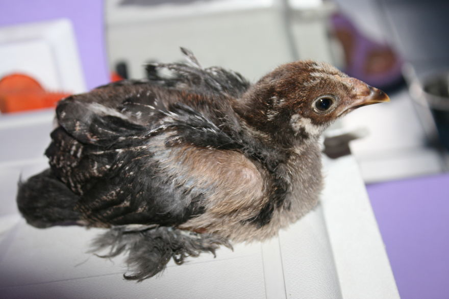 I Adopted A Chicken That Has A Message For The World I Adopted A Chicken That Has A Message For The World