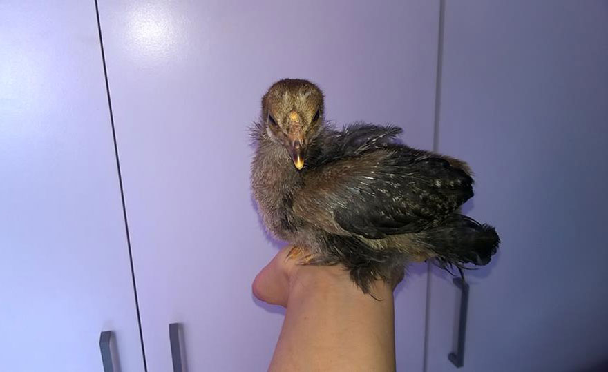 I Adopted A Chicken That Has A Message For The World I Adopted A Chicken That Has A Message For The World