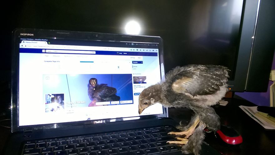 I Adopted A Chicken That Has A Message For The World I Adopted A Chicken That Has A Message For The World